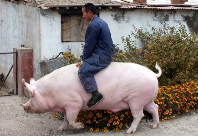 Chinesisches Reitschwein