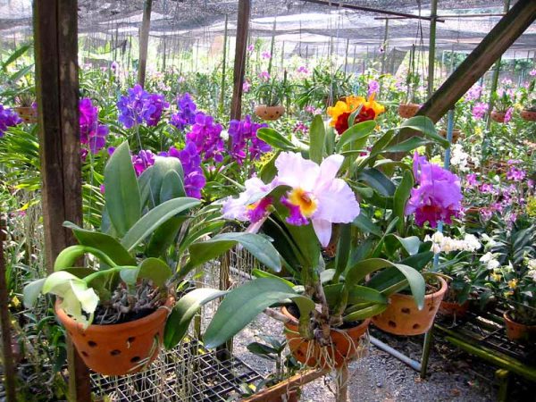 Gärtnerei mit Orchideen