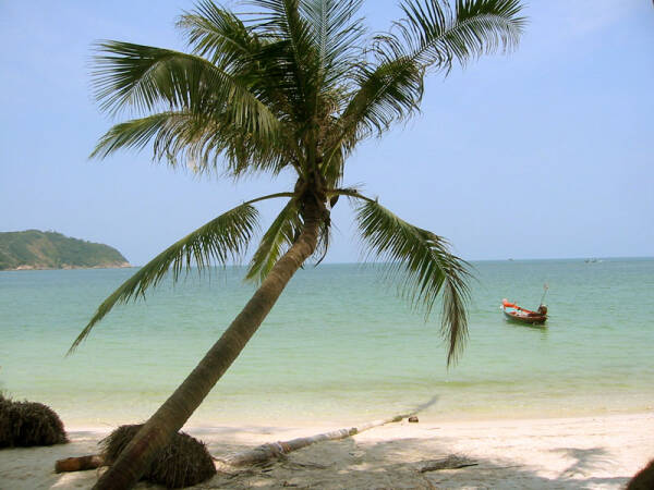 Einsame Palme am Strand in Thailand