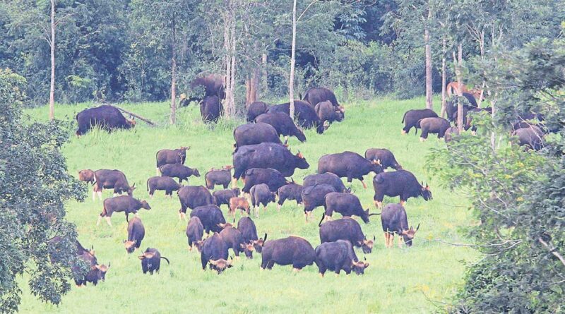 Kuiburi Red Gaur