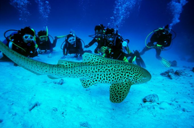 Tiger Hai (?) mit Scuba Divers