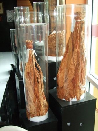 Thai Tabak Blätter (Virginia Tabak)